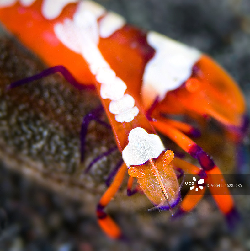 海参御Partner虾图片素材