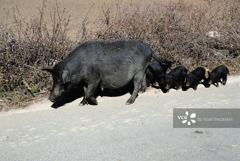 母猪和小猪图片素材