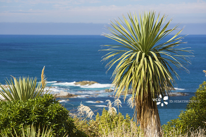 凯库拉，捕鲸者湾上方的悬崖顶植物图片素材