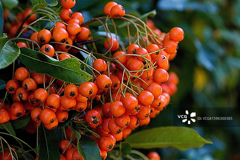 鸟类的浆果图片素材