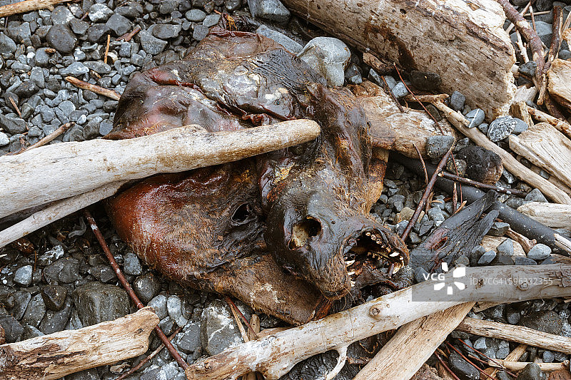 漂木中的海豹尸体图片素材