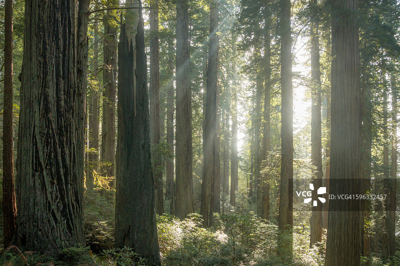 光线充足的红杉树林图片素材
