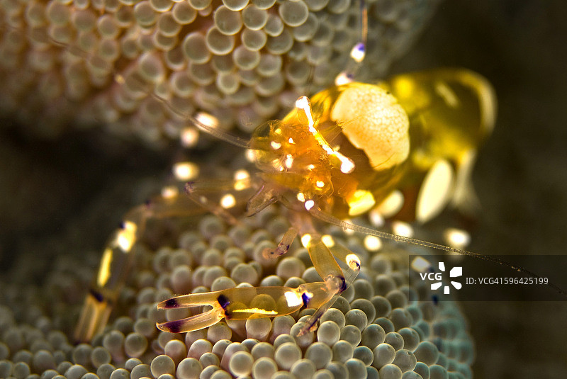 海葵虾图片素材