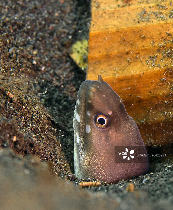 棕色斑点海鳗图片素材