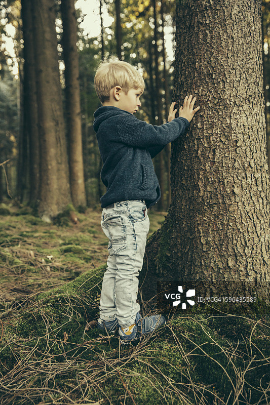 在森林里触摸云杉树皮的小男孩图片素材