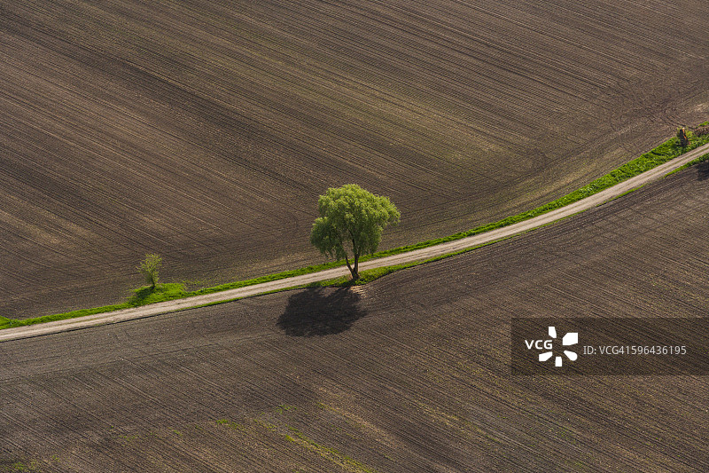 德国巴伐利亚达豪区：单棵树旁的耕地图片素材