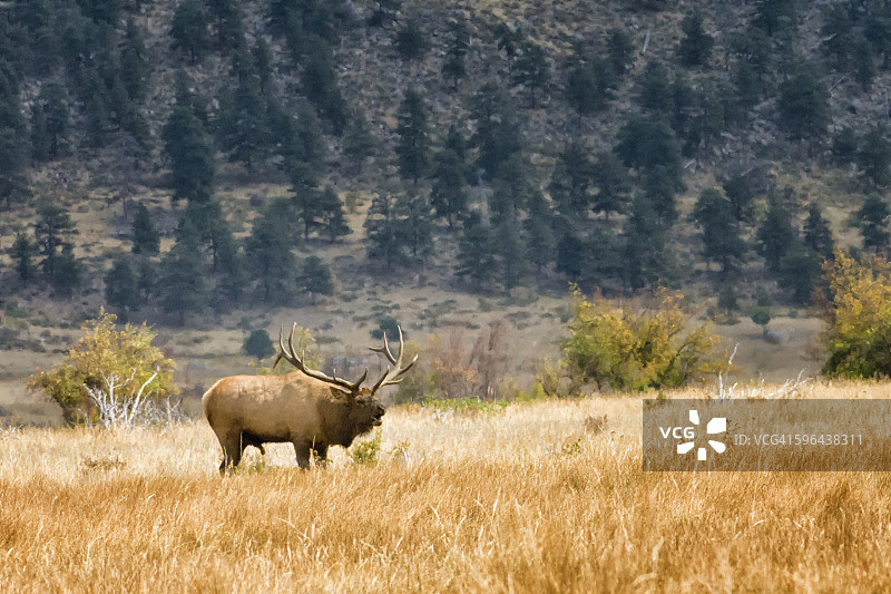 巨型麋鹿吼叫图片素材