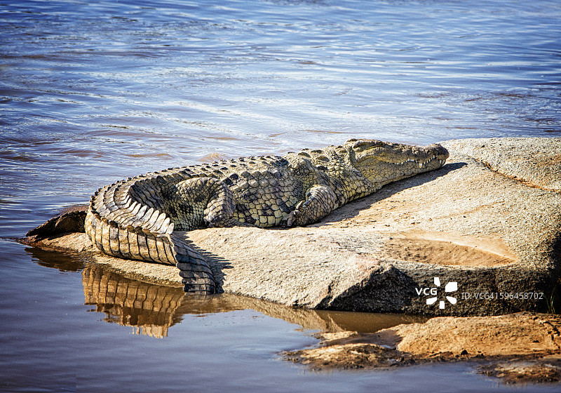 美丽的尼罗河鳄鱼在马拉河岸边休息图片素材