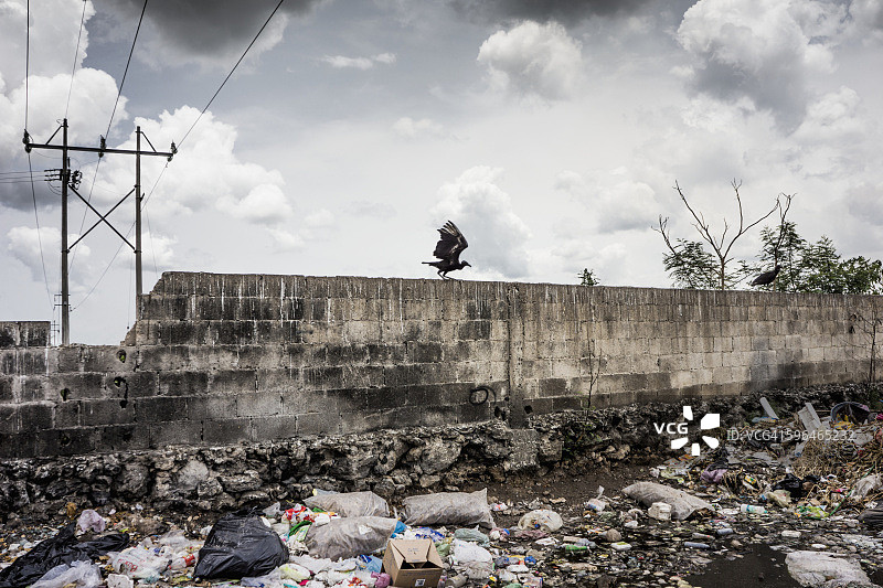垃圾堆上的秃鹫图片素材