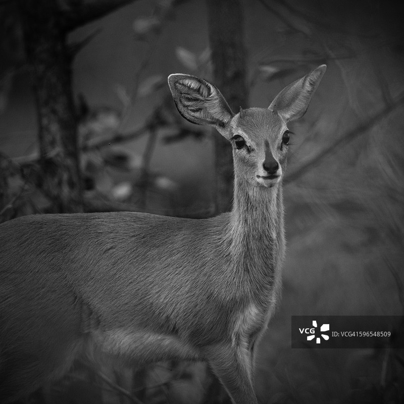 小羚羊肖像图片素材