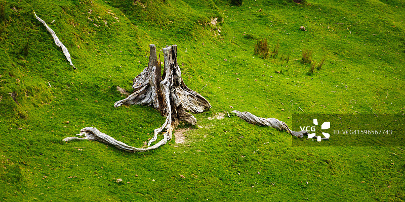 郁郁葱葱的农田图片素材