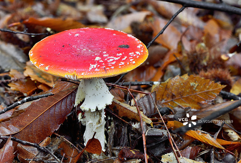 安妮塔麝香图片素材