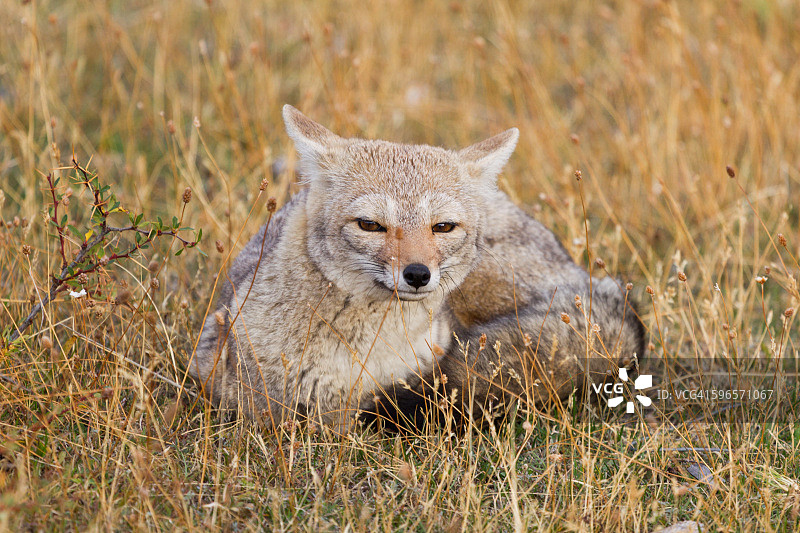 草地上休息的巴塔哥尼亚狐狸图片素材