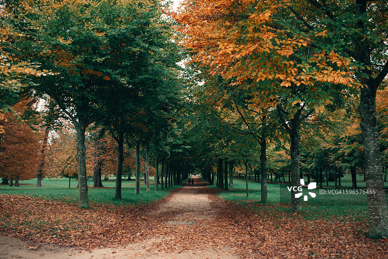 秋天的落叶图片素材