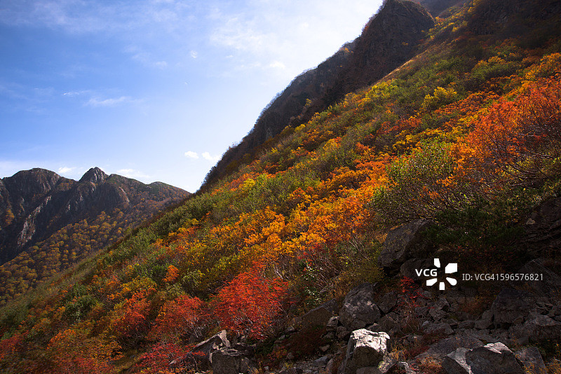 唐泽喀尔，日本枫树与山脉图片素材