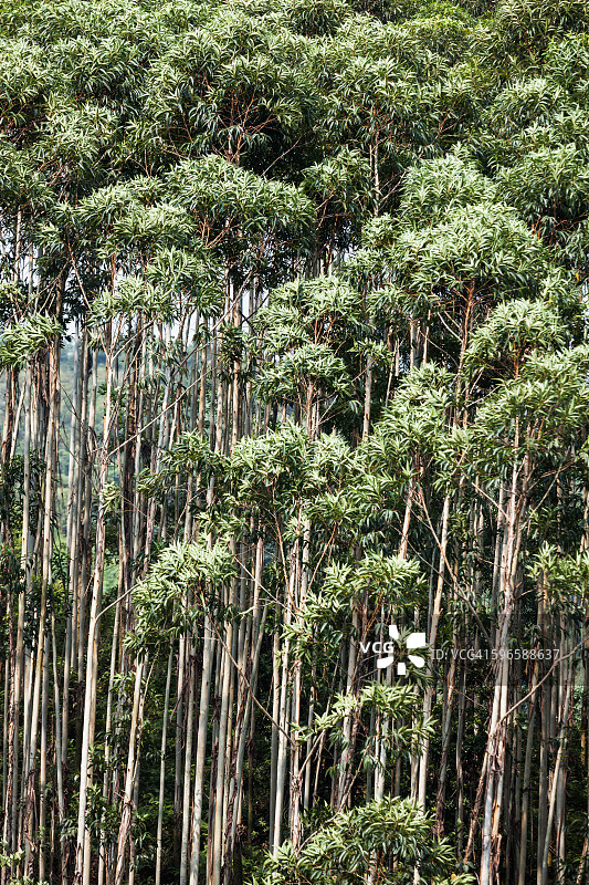 茂密的森林图片素材