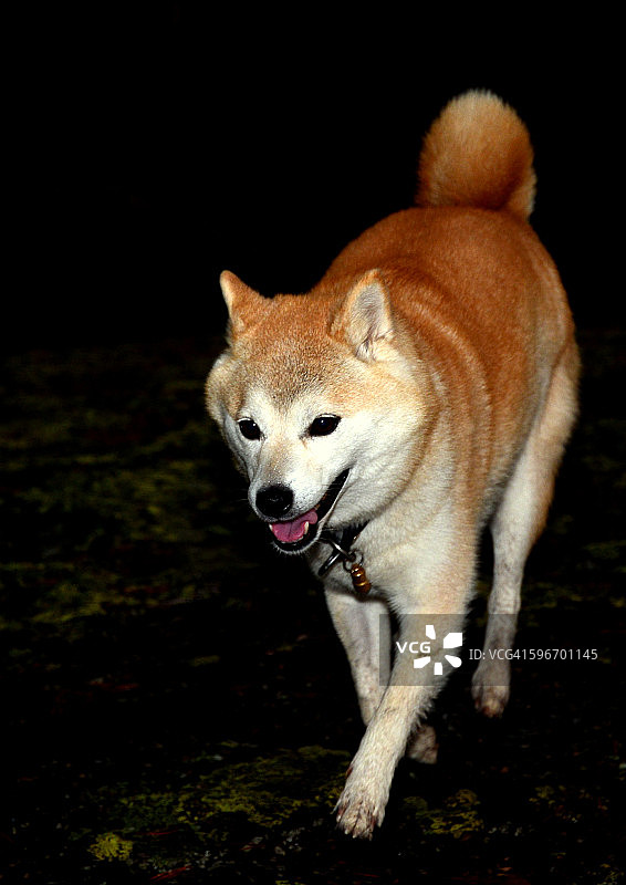黑暗中的柴犬图片素材