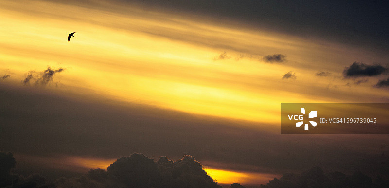 自由飞鸟图片素材