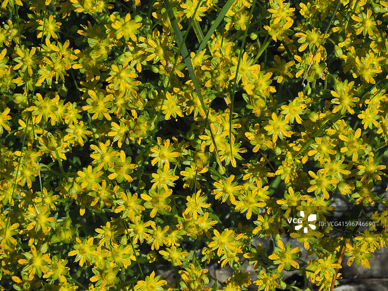 佛甲草图片素材