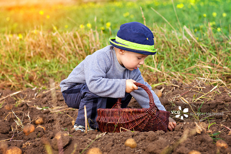 小男孩在马铃薯地里采摘图片素材
