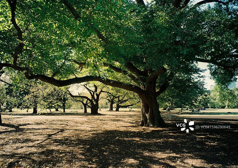 生长的树木图片素材