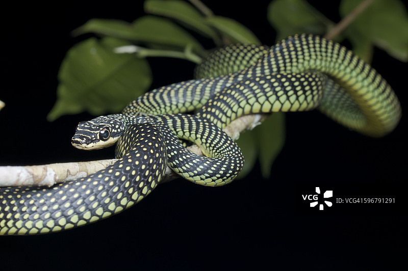 树枝上的天堂树蛇图片素材