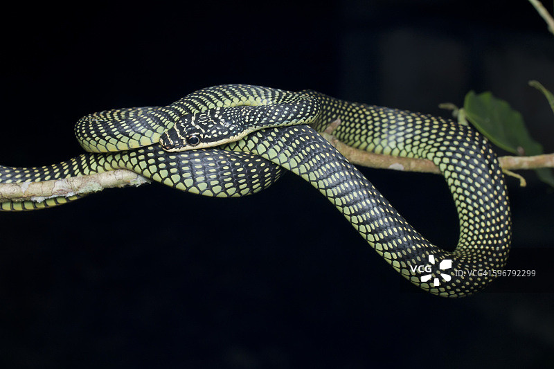 树枝上的天堂树蛇图片素材