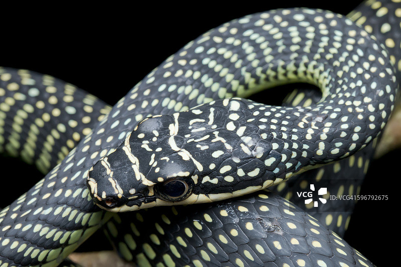 树枝上的天堂树蛇图片素材