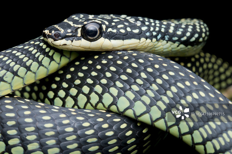 树枝上的天堂树蛇图片素材