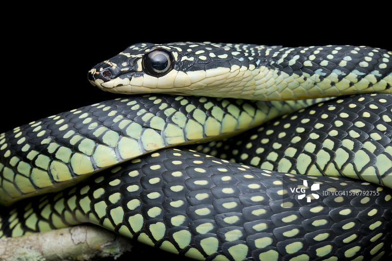 天堂树蛇 / 天堂飞蛇图片素材