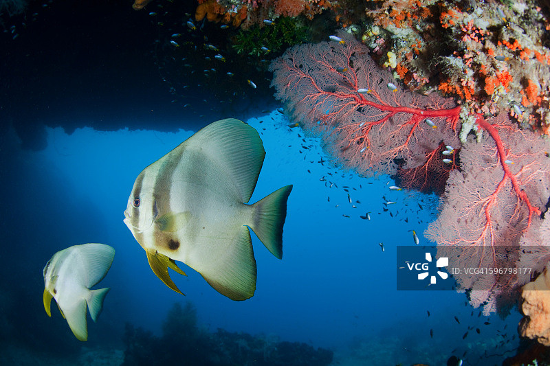 蝙蝠鱼图片素材