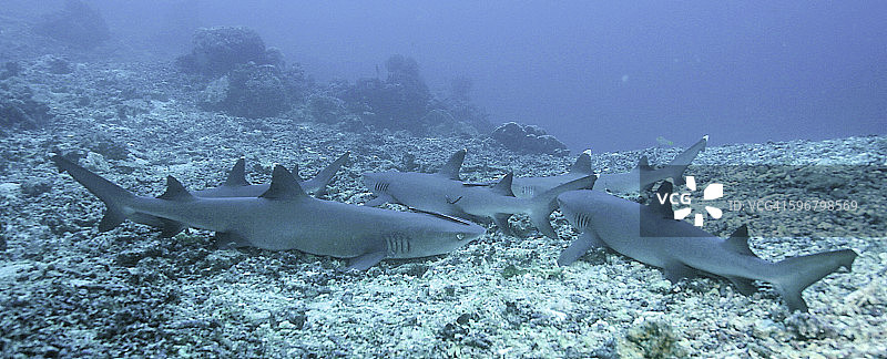 灰礁鲨图片素材