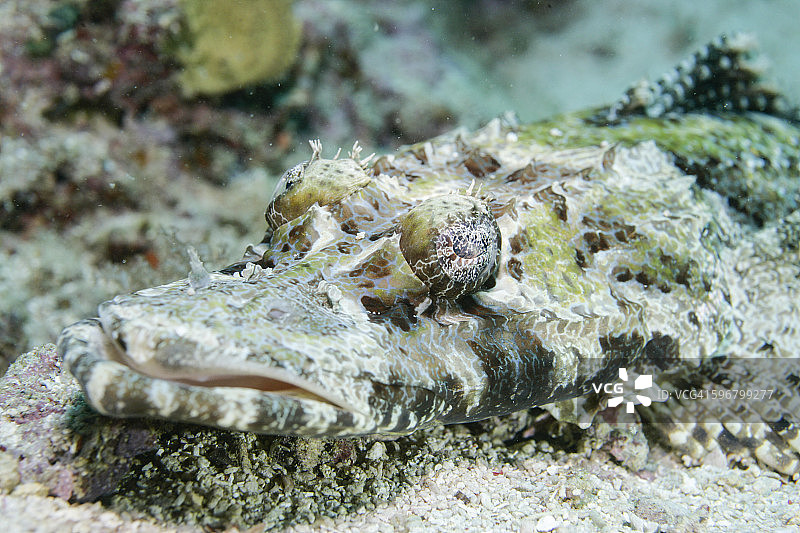 鳄鱼鱼图片素材