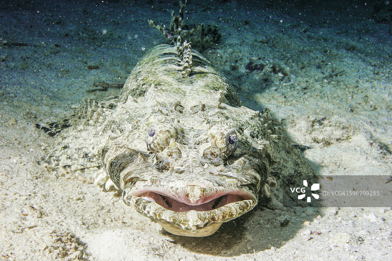 鳄鱼鱼图片素材