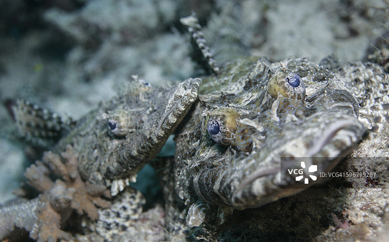 鳄鱼鱼图片素材