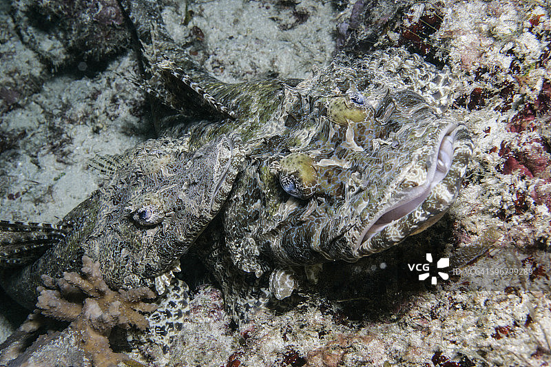 鳄鱼鱼图片素材