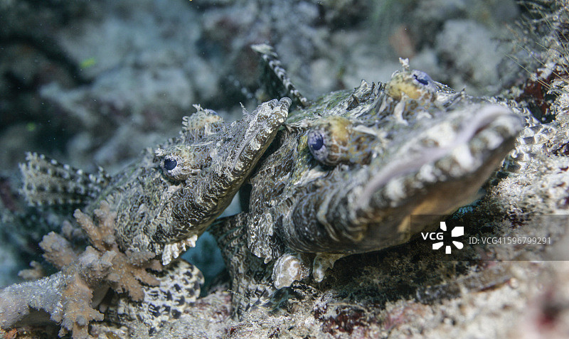 鳄鱼鱼图片素材