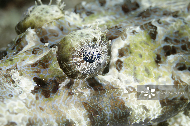 鳄鱼鱼图片素材