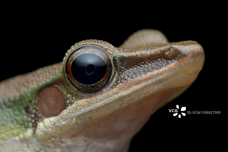 白唇树蛙的侧面头部照片图片素材