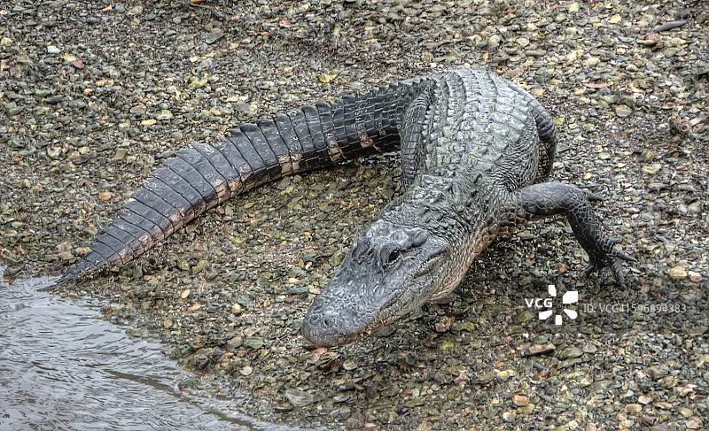 鳄鱼重返美国自然保护区图片素材