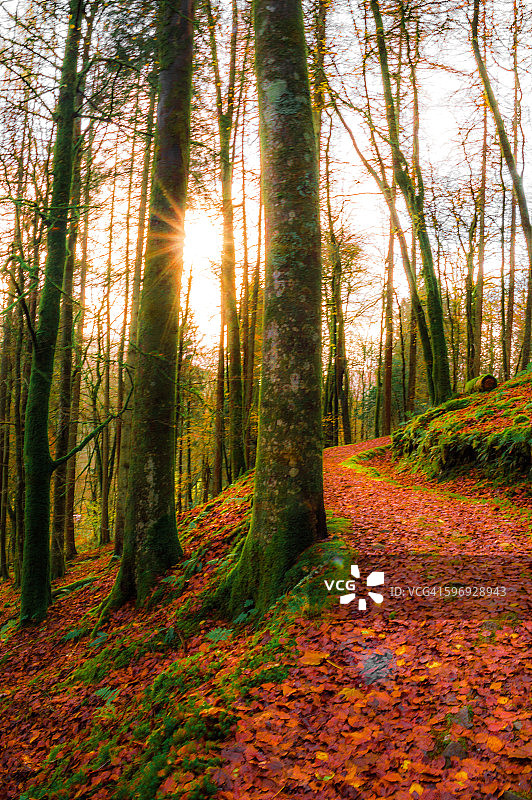 苏格兰阿盖尔森林林地小路图片素材