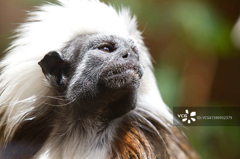棉顶绢毛猴图片素材