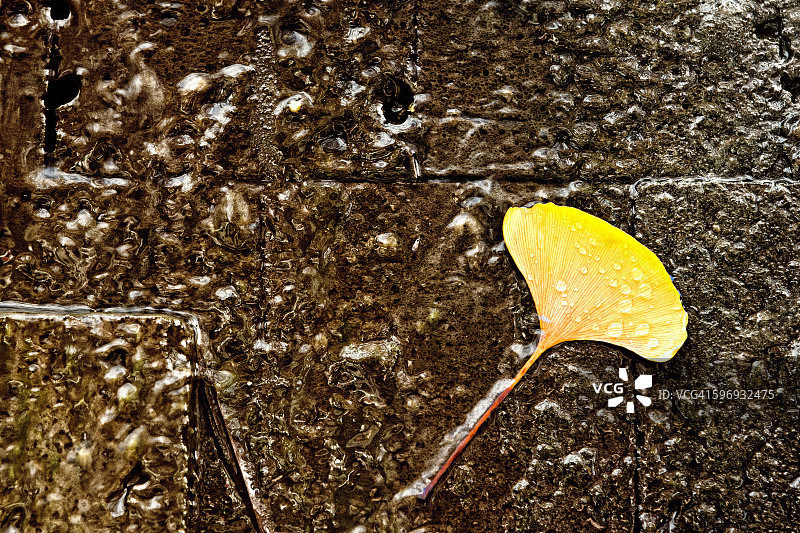 一片落下的银杏叶图片素材