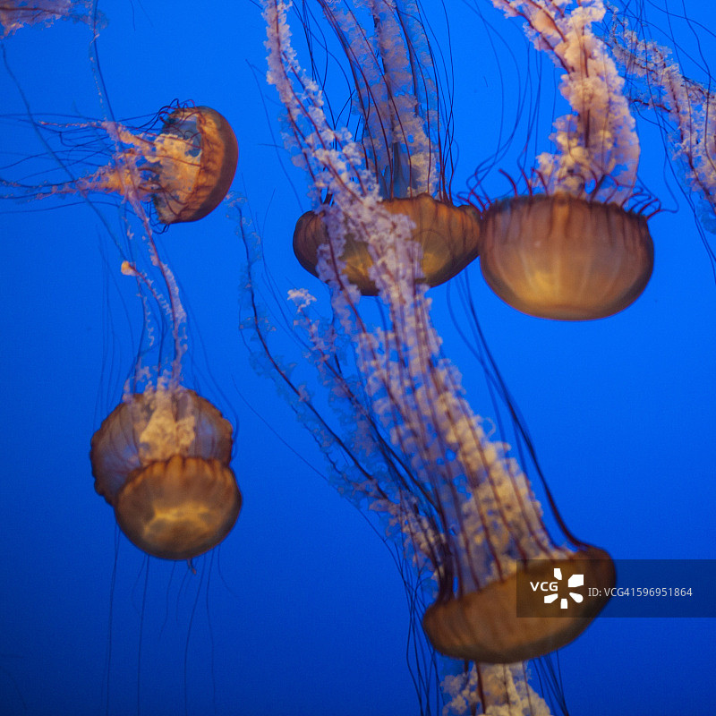 狮鬃水母图片素材