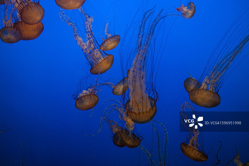 狮鬃水母图片素材