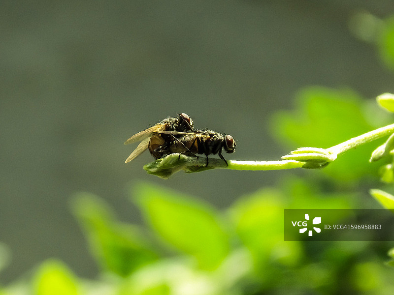 家蝇交配图片素材