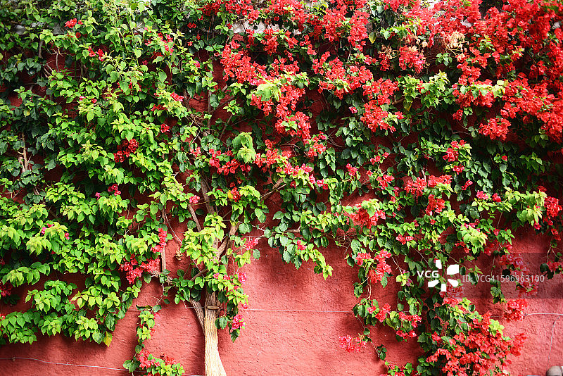 马德拉群岛的植物图片素材