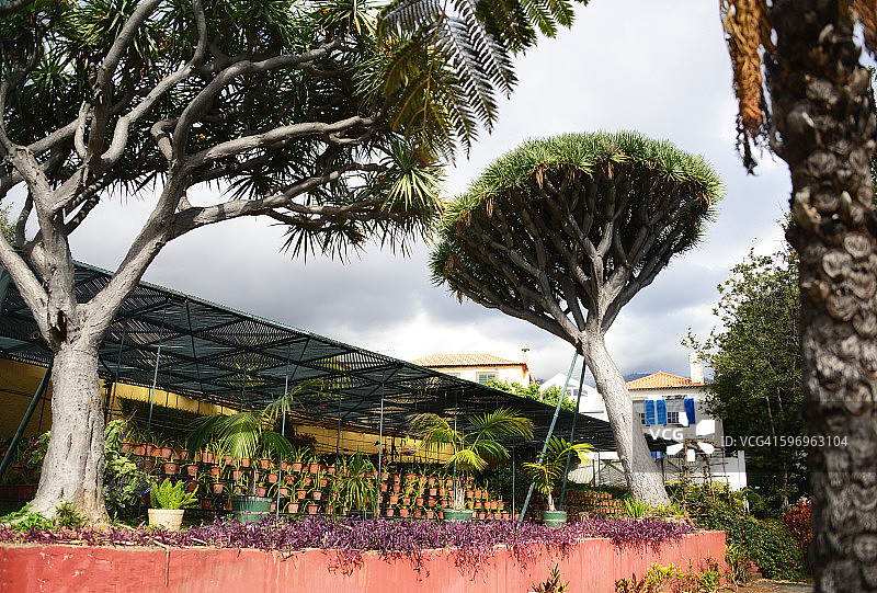 马德拉群岛周围的龙血树图片素材