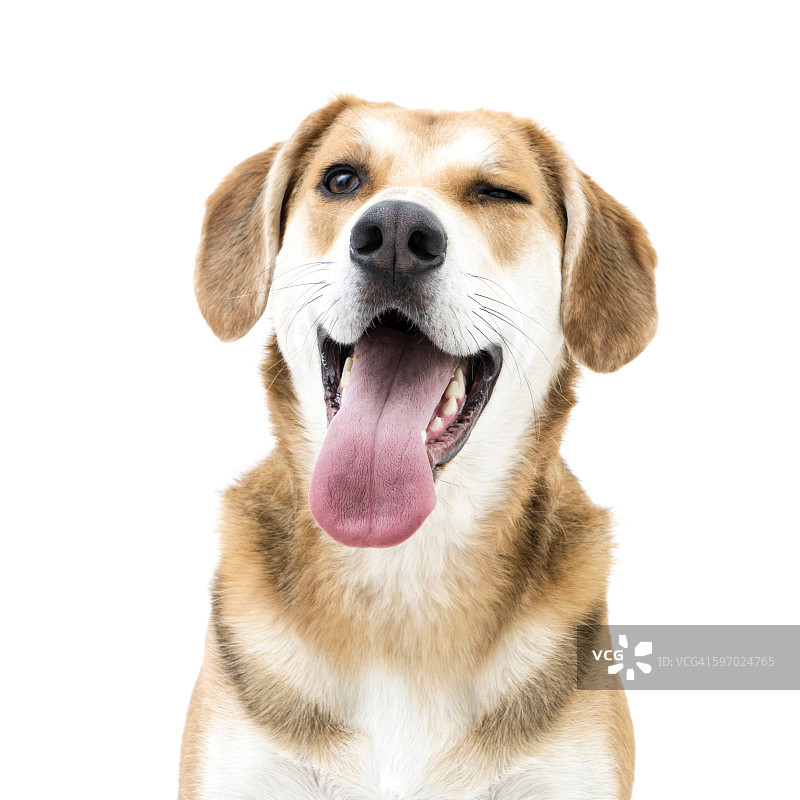 宠物混血狗对着镜头眨眼图片素材