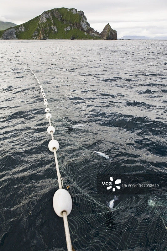 在乌尼马克岛，一张用刺网捕捞鲑鱼并将其延伸到潘科夫角的照片图片素材